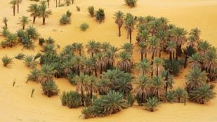Oasis en Arabia Saudí