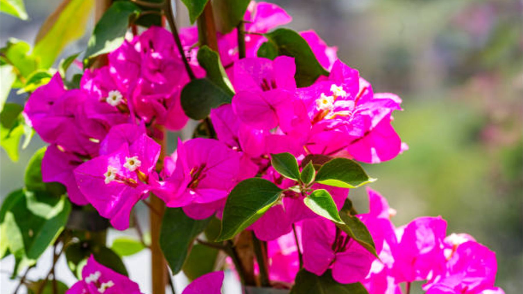 Ya hay colas en LIDL por la planta que va a estar en todas las terrazas de España: perfecta para los que no saben cuidarlas porque es muy resistente