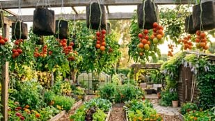 Tomates colgantes. Imagen generada con IA.