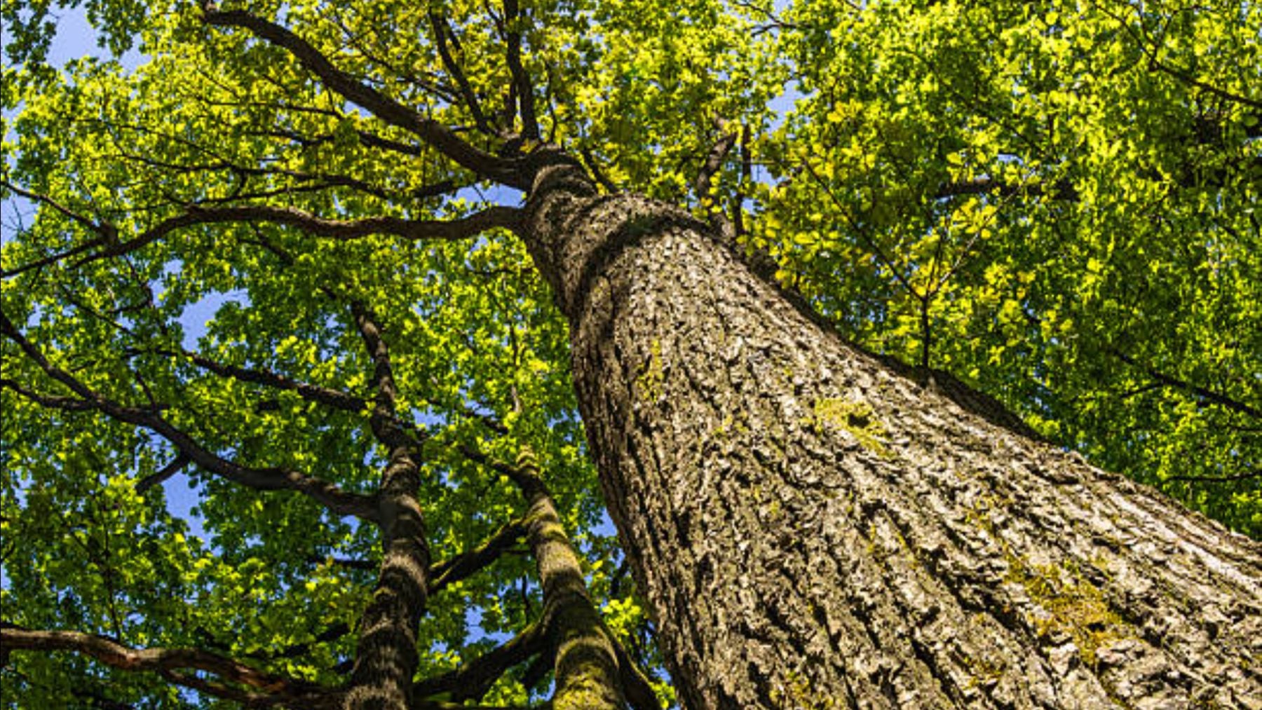 El árbol vasco que en el resto de España se desconoce: es exclusivo de allí y no es el Gernikako Arbola