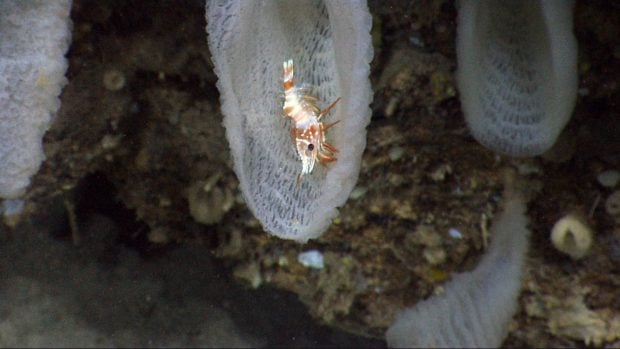 Un camar&oacute;n asociado con un rostro muy dentado que habita en una esponja de vidrio. Imagen cortes&iacute;a de la Oficina de Exploraci&oacute;n e Investigaci&oacute;n Oce&aacute;nica de la NOAA, Explorando los montes submarinos, trincheras y depresiones de Puerto Rico