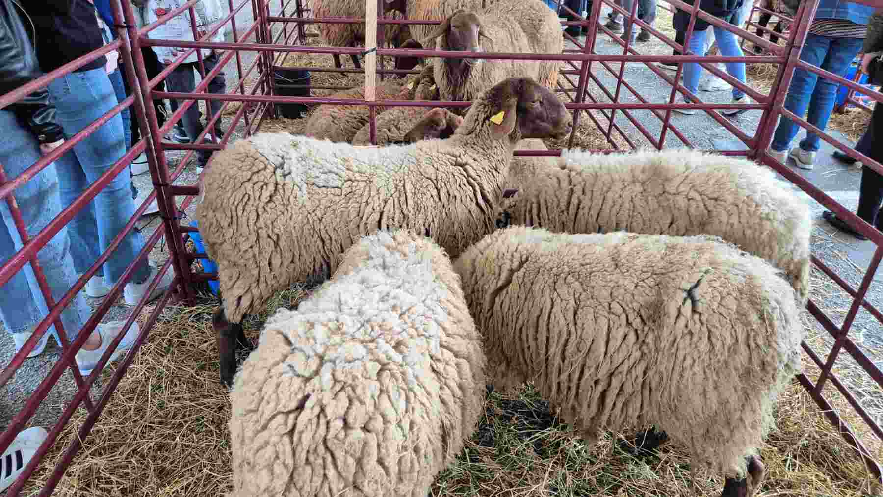 Calvià se prepara para celebrar la XXVI Fira d