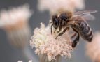 Los hongos ayudan a las abejas, estudio científico sobre la salud de las abejas, hongos abejas, hongo abeja.