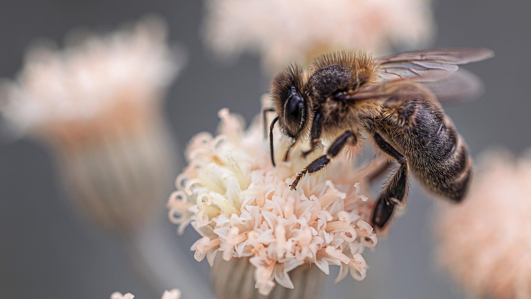 No todo está perdido: científicos chilenos descubren un extracto de hongos que aumenta la inmunidad de las abejas