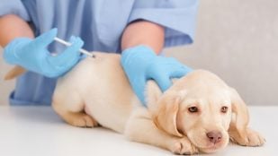 Permiso laboral cuidar mascota