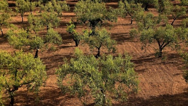 Algodoncillo ataca olivares de Jaén, algodoncillo en olivos, plagas de algodoncillo en olivar de Jaén, peores plagas agrícolas en campo andaluz, plagas en Andalucía.