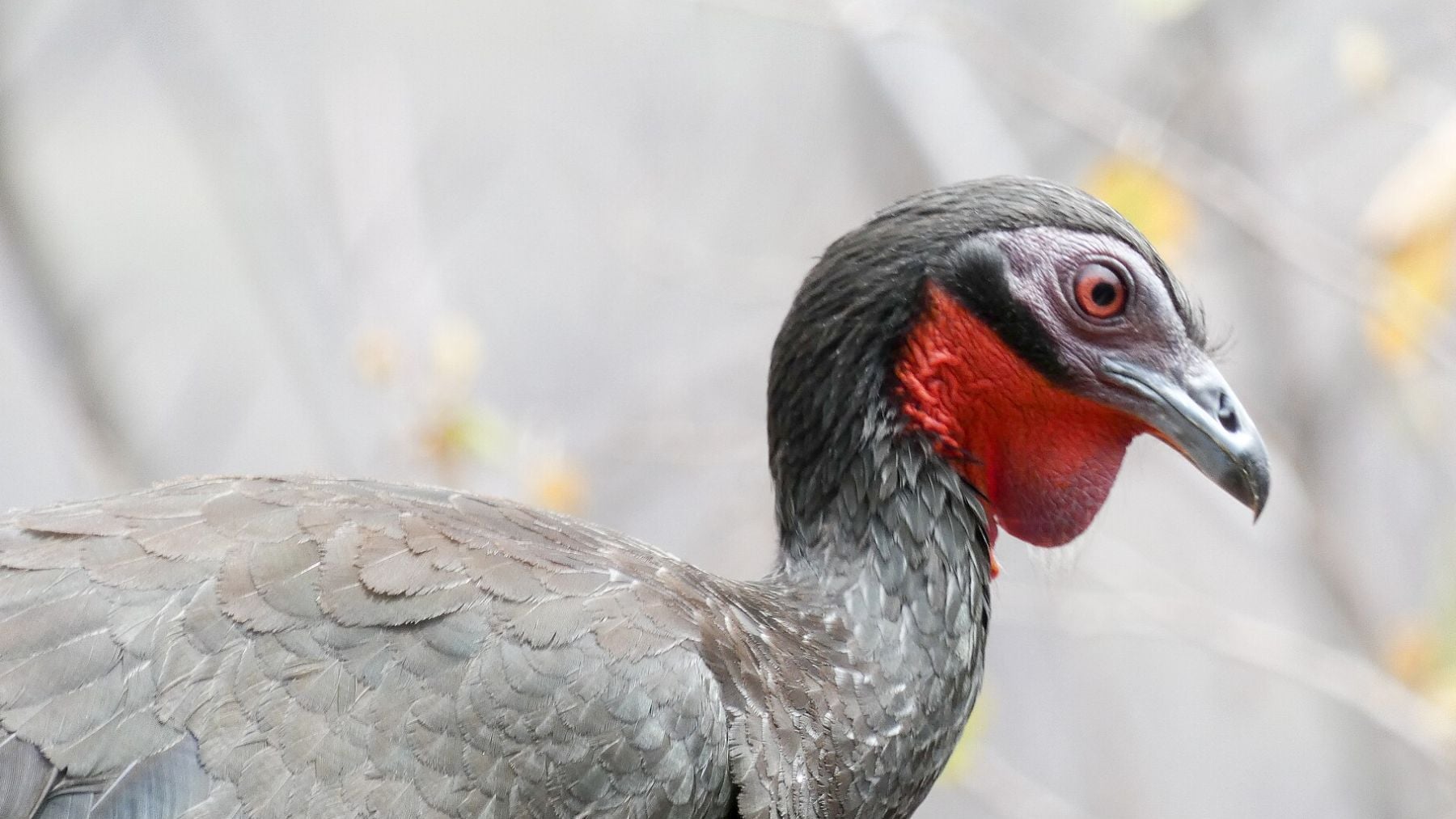 Pava aliblanca. Foto: Wikimedia Commons / CC BY-SA 3.0 /BluesyPete