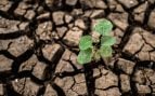 Referencia de una planta creciendo en medio de sequía. (Foto: Freepik)