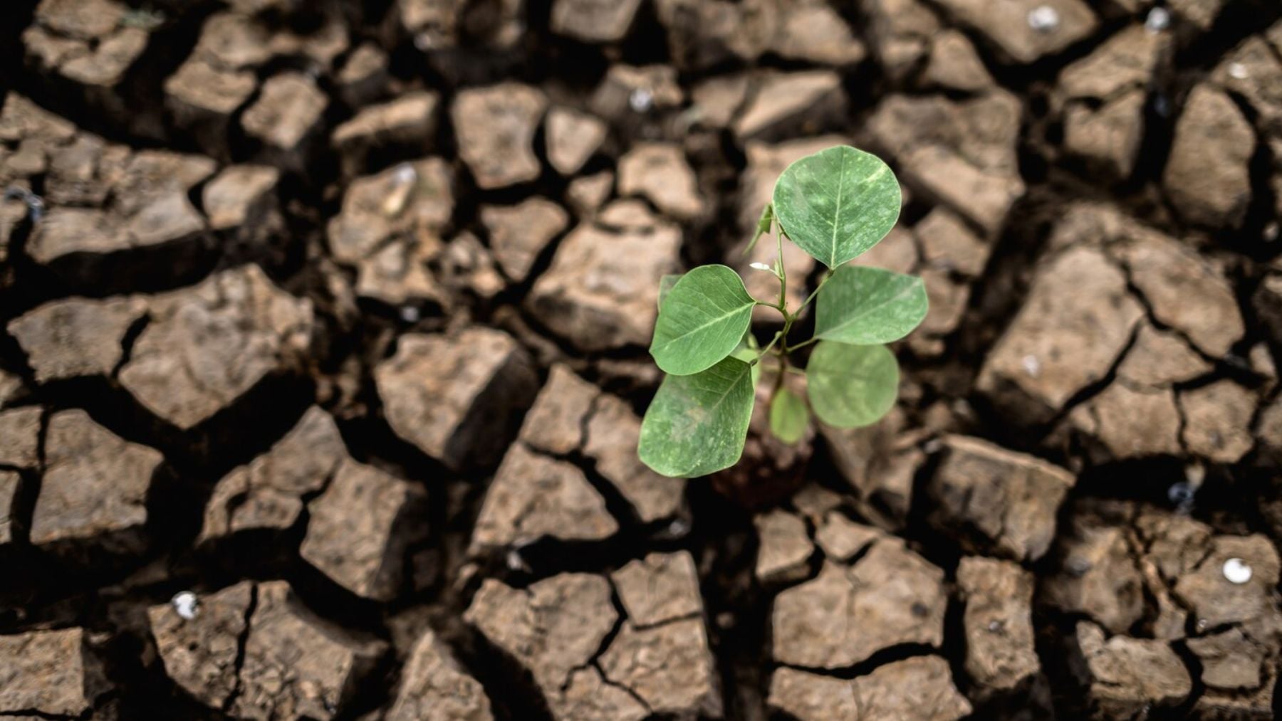 Bombazo en la industria agrícola: una científica chilena lograr crear plantas más resistentes a la sequía