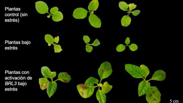 Im&aacute;genes tomadas de las plantas de tabaco en las que se hizo el experimento. (CEAF)