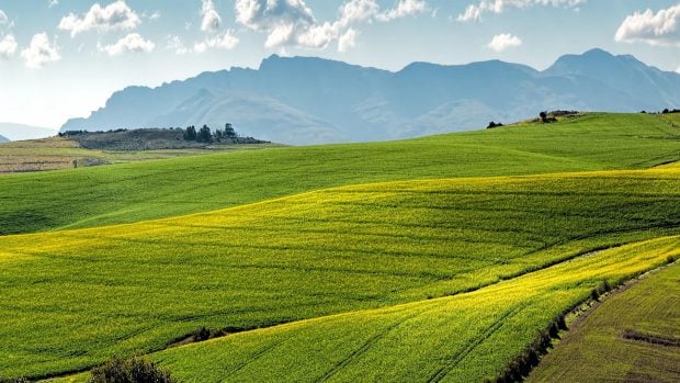 Agricultura ecológica en Andalucía, cultivo ecológico en España, qué comunidad autónoma tiene más agricultura ecológica, cultivos ecológicos andaluces.