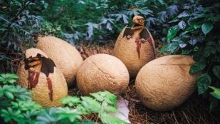 Embriones de dinosaurio