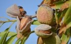 Frutos secos lideran la agricultura ecológica en España, cultivo frutos secos en España, cultivos ecológicos españoles, cultivar pistachos.