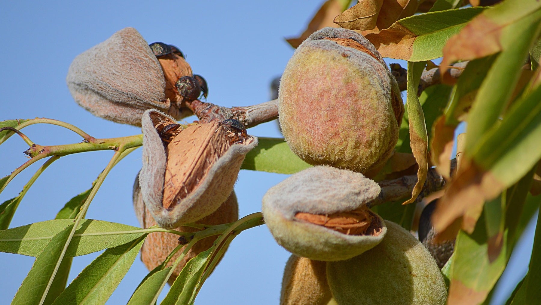 Ni olivares ni cereales: el cultivo ecológico con mayor superficie de España en 2026 son los frutos secos