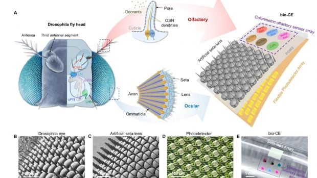 Un ojo compuesto bi&oacute;nico visual-olfativo artificial a escala de insecto. (Foto: Nature Communications, art&iacute;culo An insect-scale artificial visual-olfactory bionic compound eye)