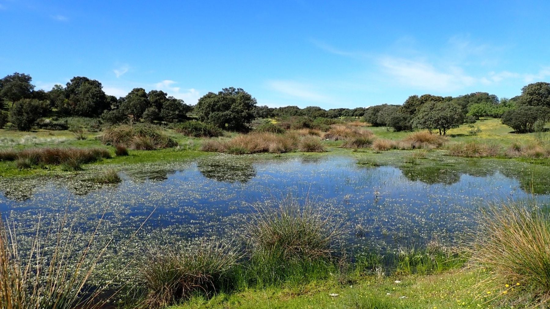 Laguna en la dehesa de Chapinería, Madrid. (Foto: Christian Arnanz Porras).