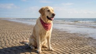 Perros de raza Golden