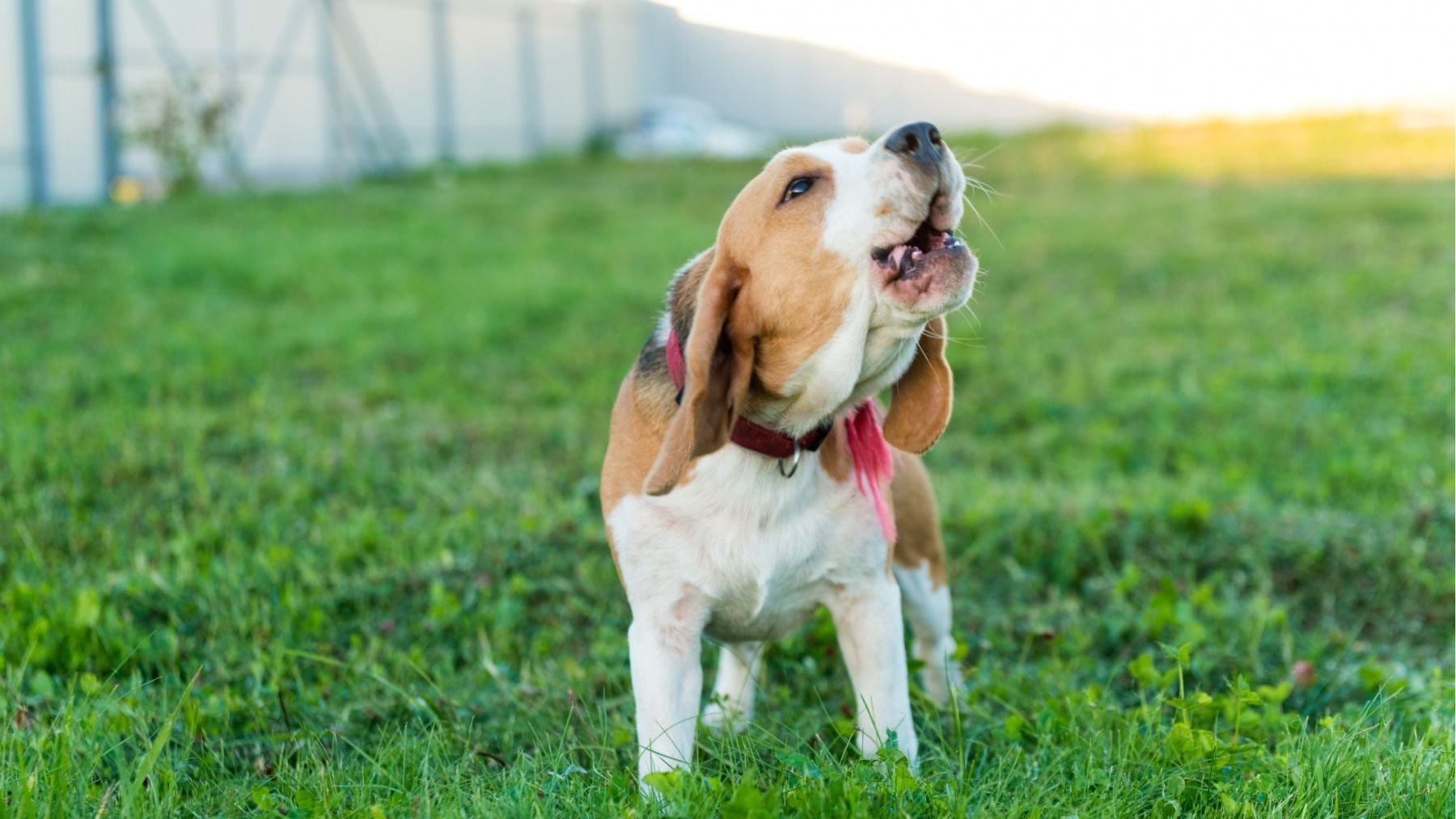 Si tu perro aúlla no es por pena: quizá cante porque tiene oído musical, y la ciencia explica el motivo