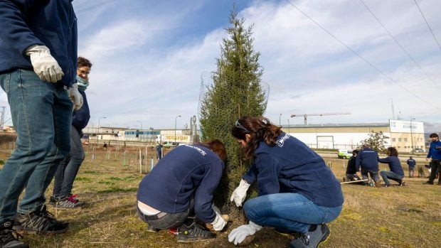 plantación bosque Hiperbaric