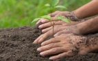 Personas plantan árboles para reforestar. (Foto: Freepik)