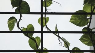 planta fácil de cuidar