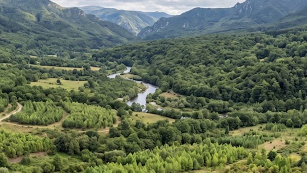 árboles, medio ambiente, naturaleza