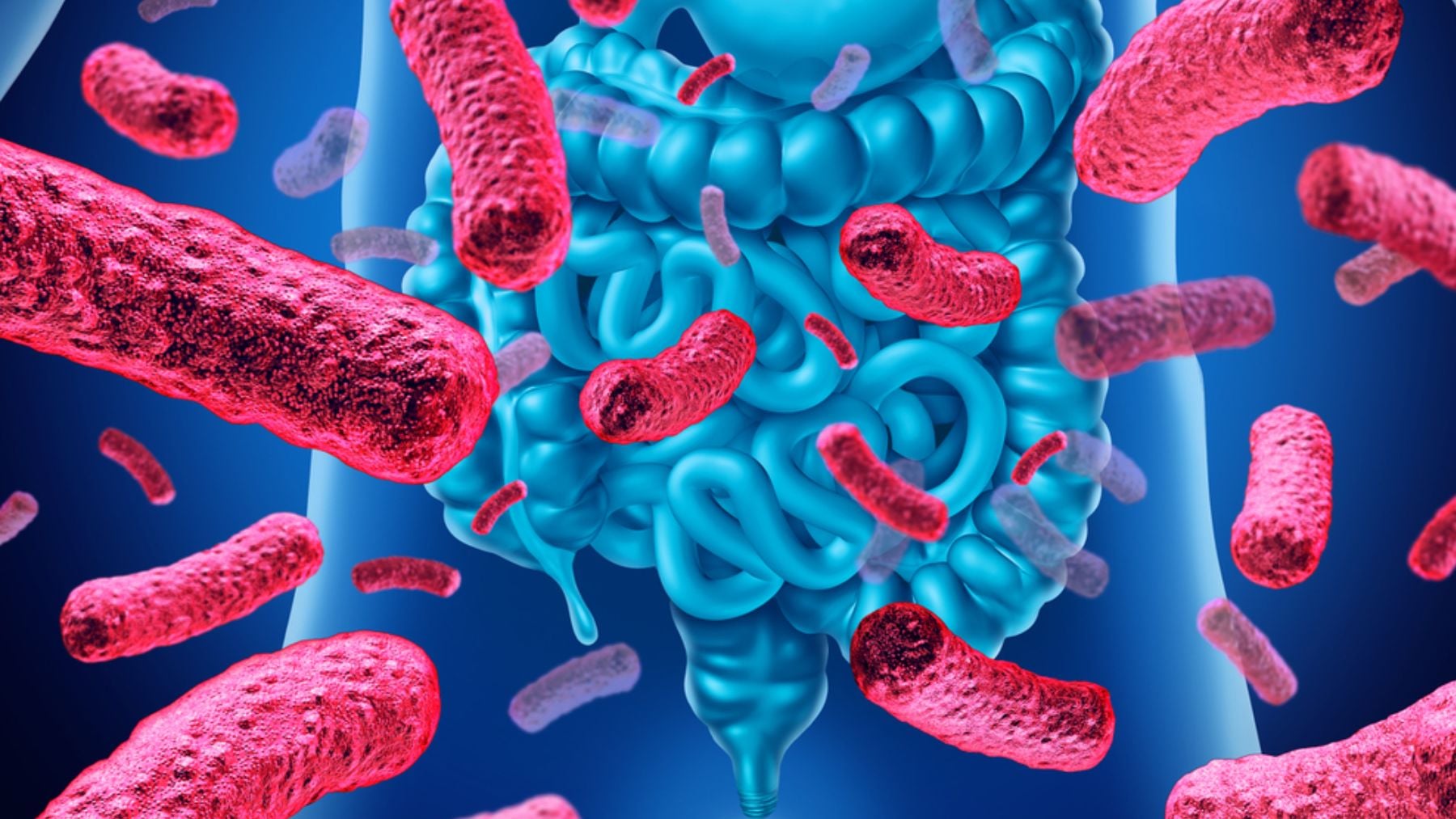Akkermansia municiphila: así es la bacteria intestinal que está revolucionando el cuidado digestivo