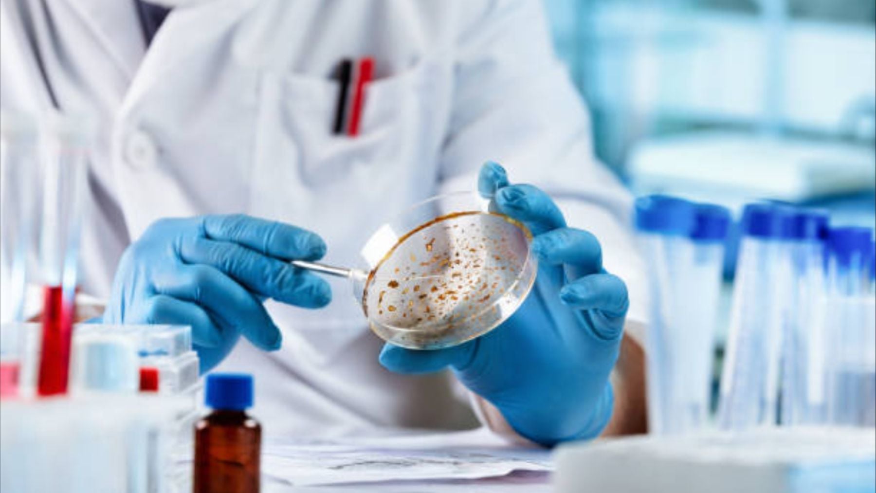 Científicos no se lo pueden creer pero ha aparecido un hongo en Australia que se alimenta de oro y puede cambiar el mundo: el plan es trasladarlo al espacio