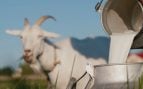 leche de cabra