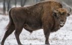 Animal salvaje más grande de Europa