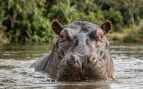 hipopótamo, animales, especie, Colombia