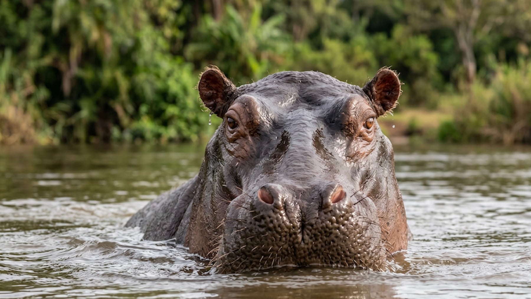 Suena cruel, pero la ciencia lo avala: Colombia sacrifica a 80 hipopótamos para preservar los ecosistemas en sus ríos