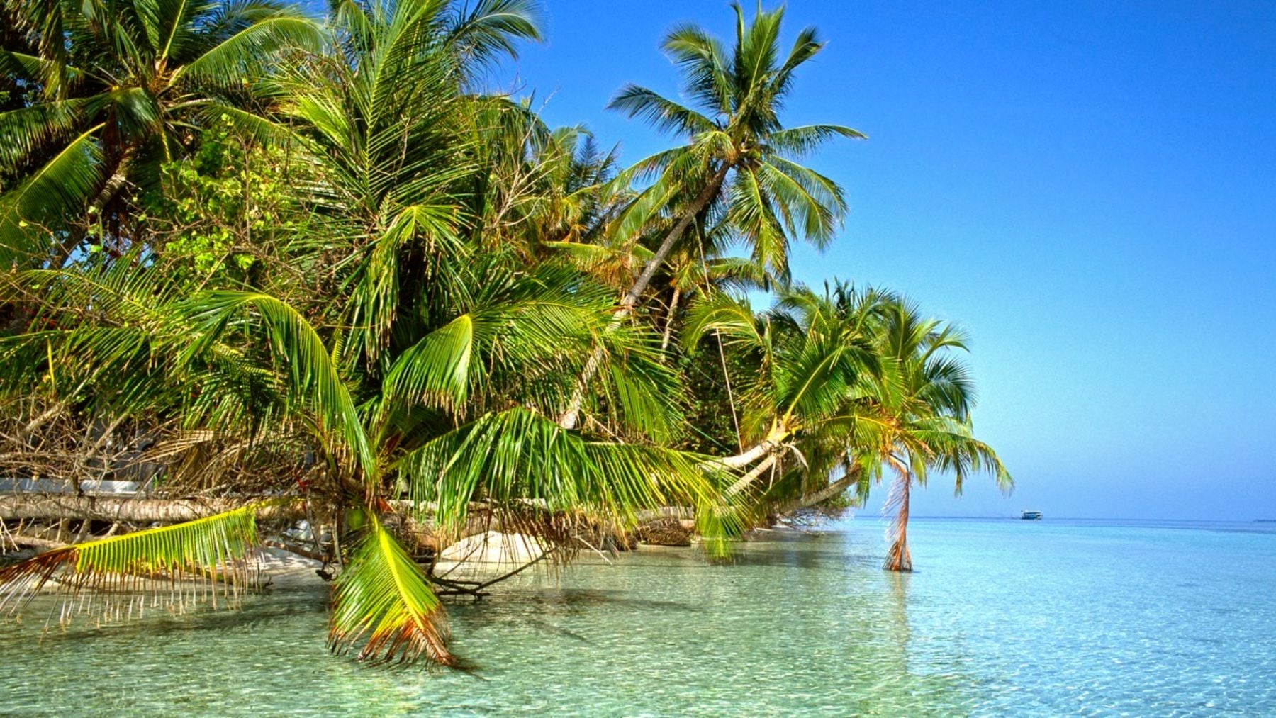 Expertos en buceo apuntan a la «alimentación de los tiburones» en el ataque a un español en las Maldivas