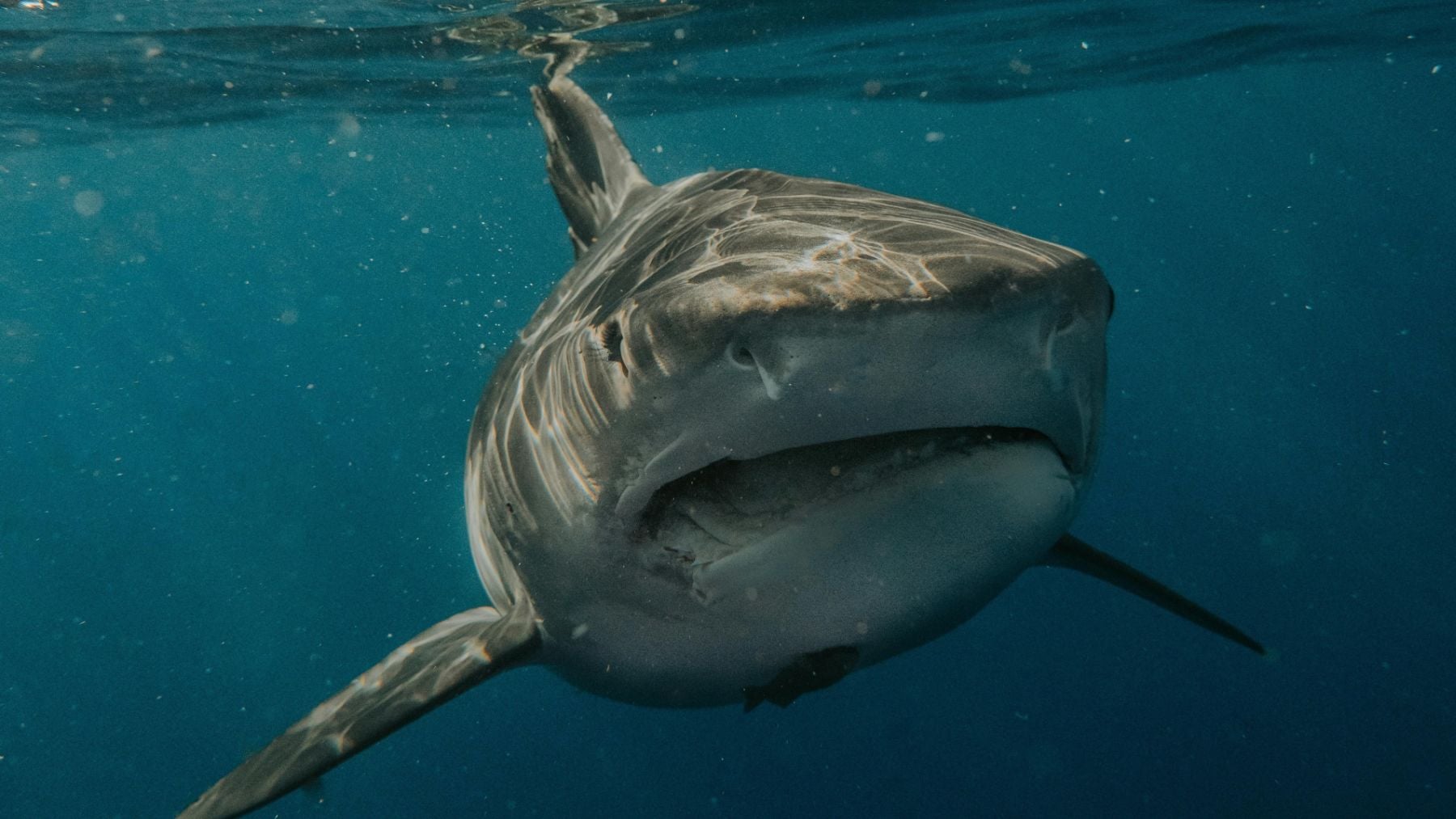 España en alerta por la aparición de un tiburón de 10 metros a 1 kilómetro de la costa catalana: científicos avisan de que el problema ha empezado