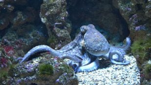 Paleontólogos cambian identidad de fósil de hace 300 millones de años, el antiguo fósil de un pulpo es un error, cambia la historia de los pulpos, hallazgo paleontológico en Estados unidos.