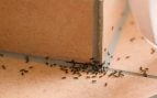 truco casero para eliminar hormigas