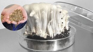 Micoproteína producida para hacer pienso para gallinas ponedoras. (Foto: Laboratorios Seaqure y Fundación Ax)