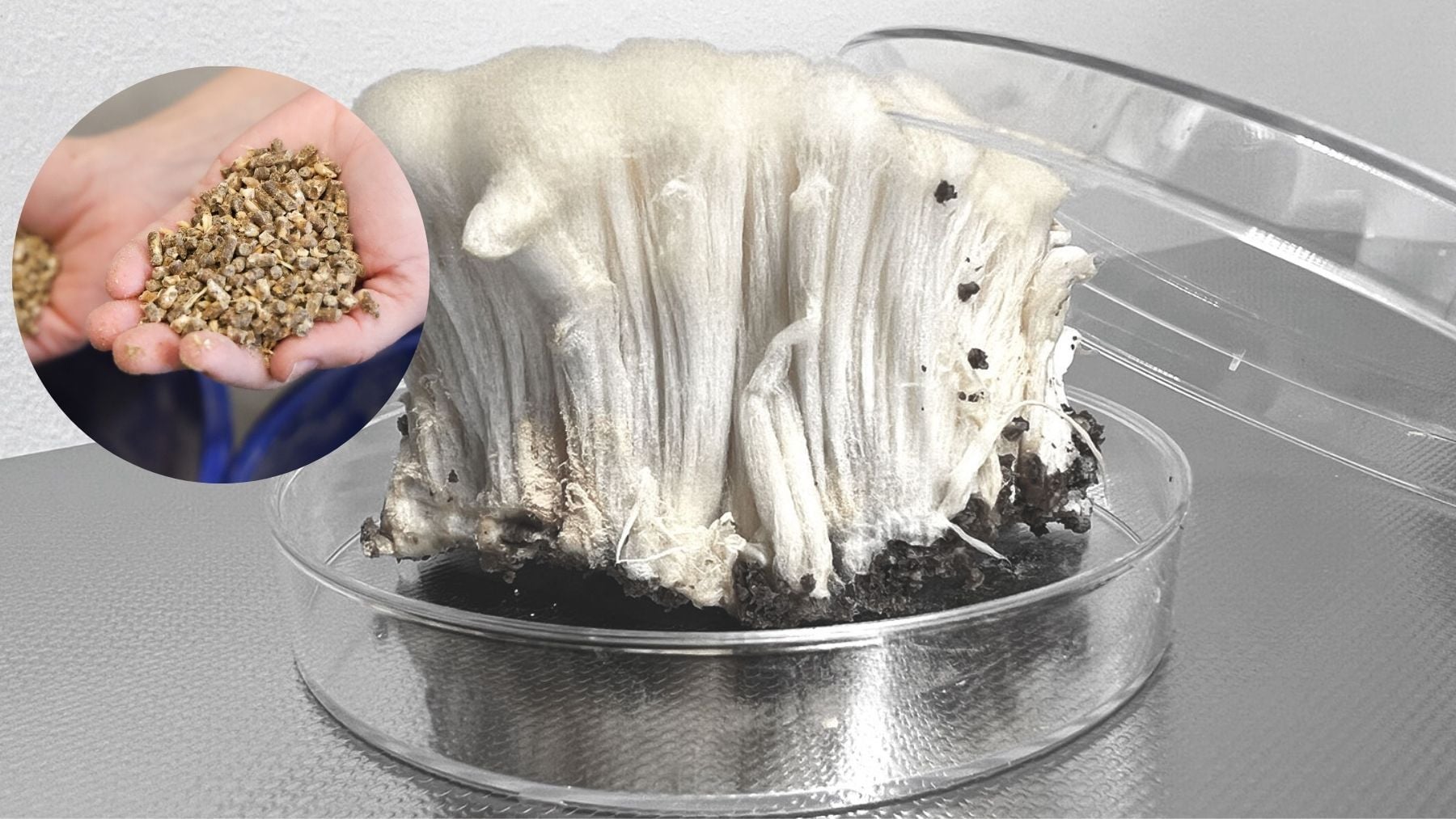 Micoproteína producida para hacer pienso para gallinas ponedoras. (Foto: Laboratorios Seaqure y Fundación Ax)