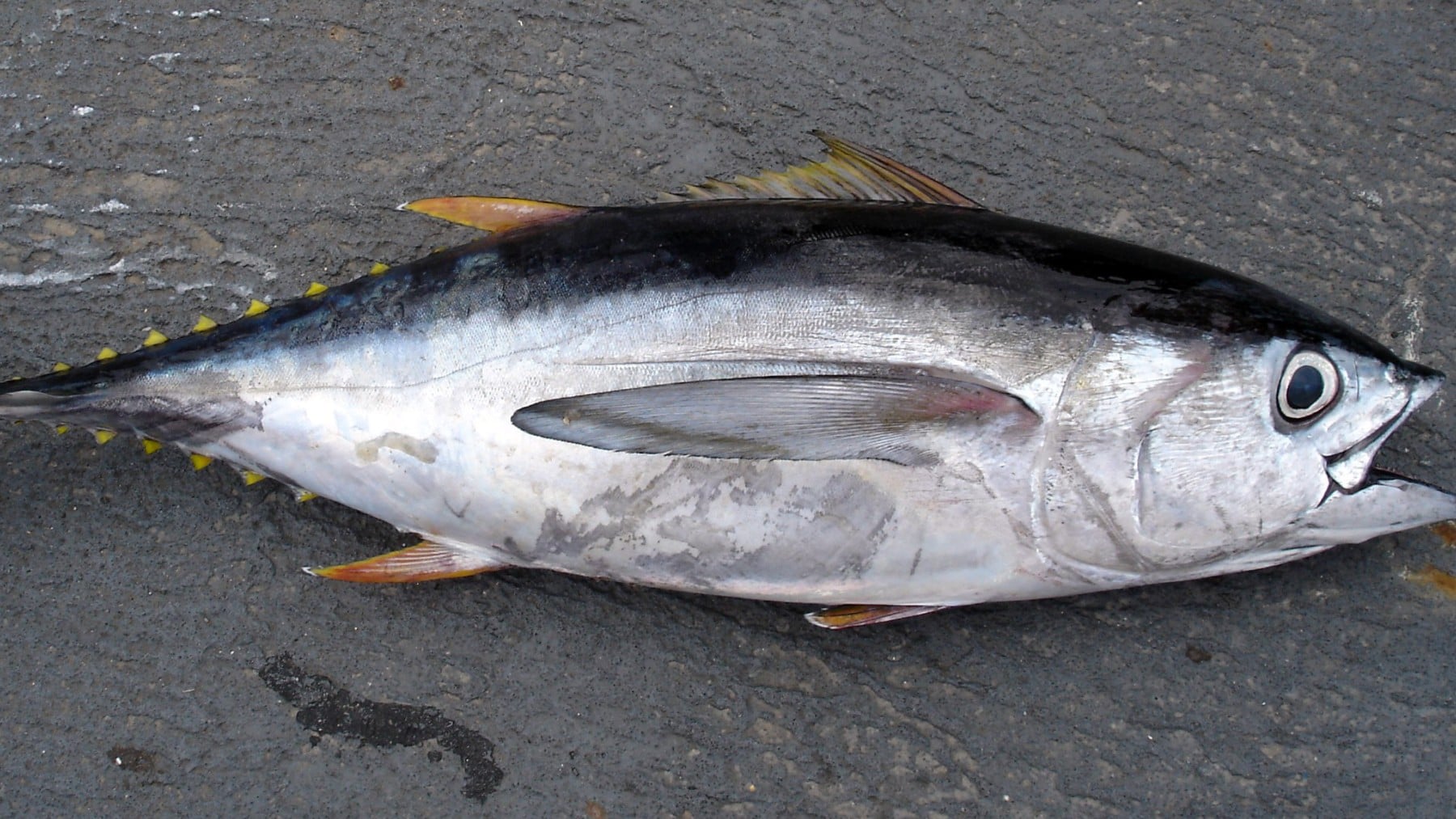 Incredulidad en los puertos de Galicia: el increíble viaje de un pez marcado hace 10 años en Cabo Verde que ha terminado en redes gallegas