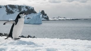 polo norte magnético