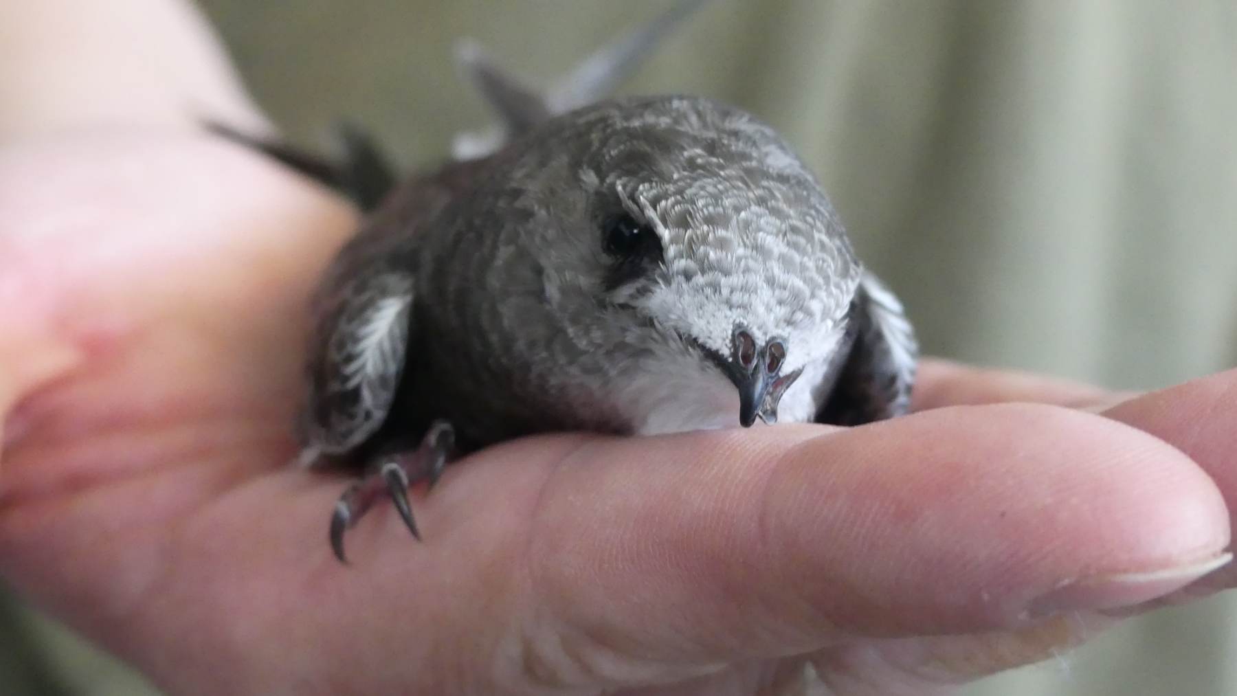 Cría de vencejo. (Foto: Comunidad de Madrid).