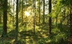 Bosques y almacén de carbono, tipos de bosques que almacenan más carbono, investigación científica CO2, qué pasa con los bosques gestionados de Suecia, importancia bosques primarios en el medioambiente.