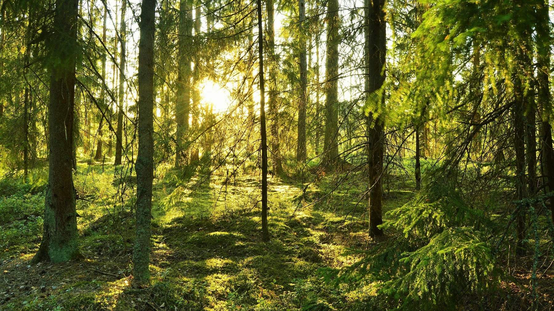 Asombroso descubrimiento en Suecia: los árboles de los bosques antiguos almacenan más CO2 que los reforestados