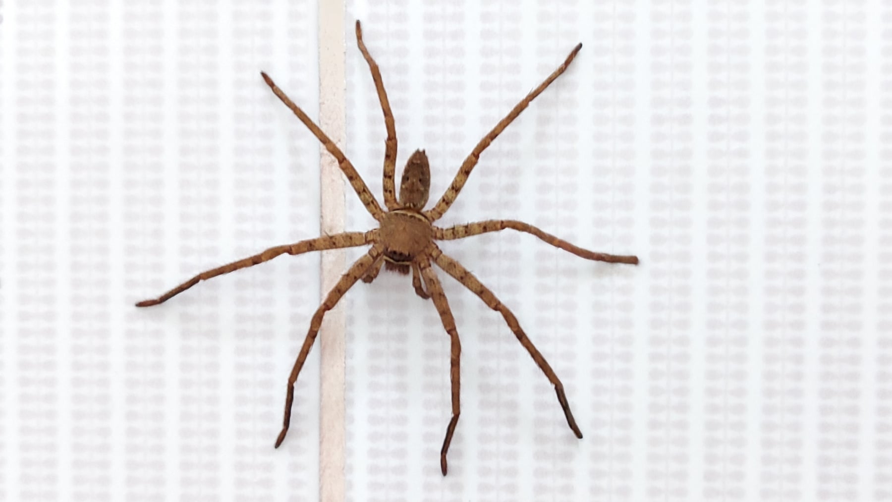 Esta araña altamente venenosa vive en zonas mediterráneas: su mordedura provoca la muerte del tejido