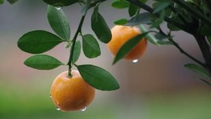 Crean robot agrícola para medir humedad de cada árbol, inventan robot que mide la humedad árbol por árbol, mejores robots agrícolas, descubrimiento científico Estados Unidos agricultura.