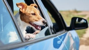 Ley de Bienestar Animal y viajar con mascotas