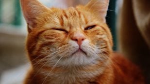 Los gatos naranjas