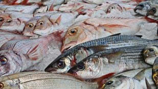 Japón desarrolla sistema matemático para medir el pescado fresco, modelo matemático para el pescado fresco, cómo medir el pescado fresco, descubrimiento científico en Japón.