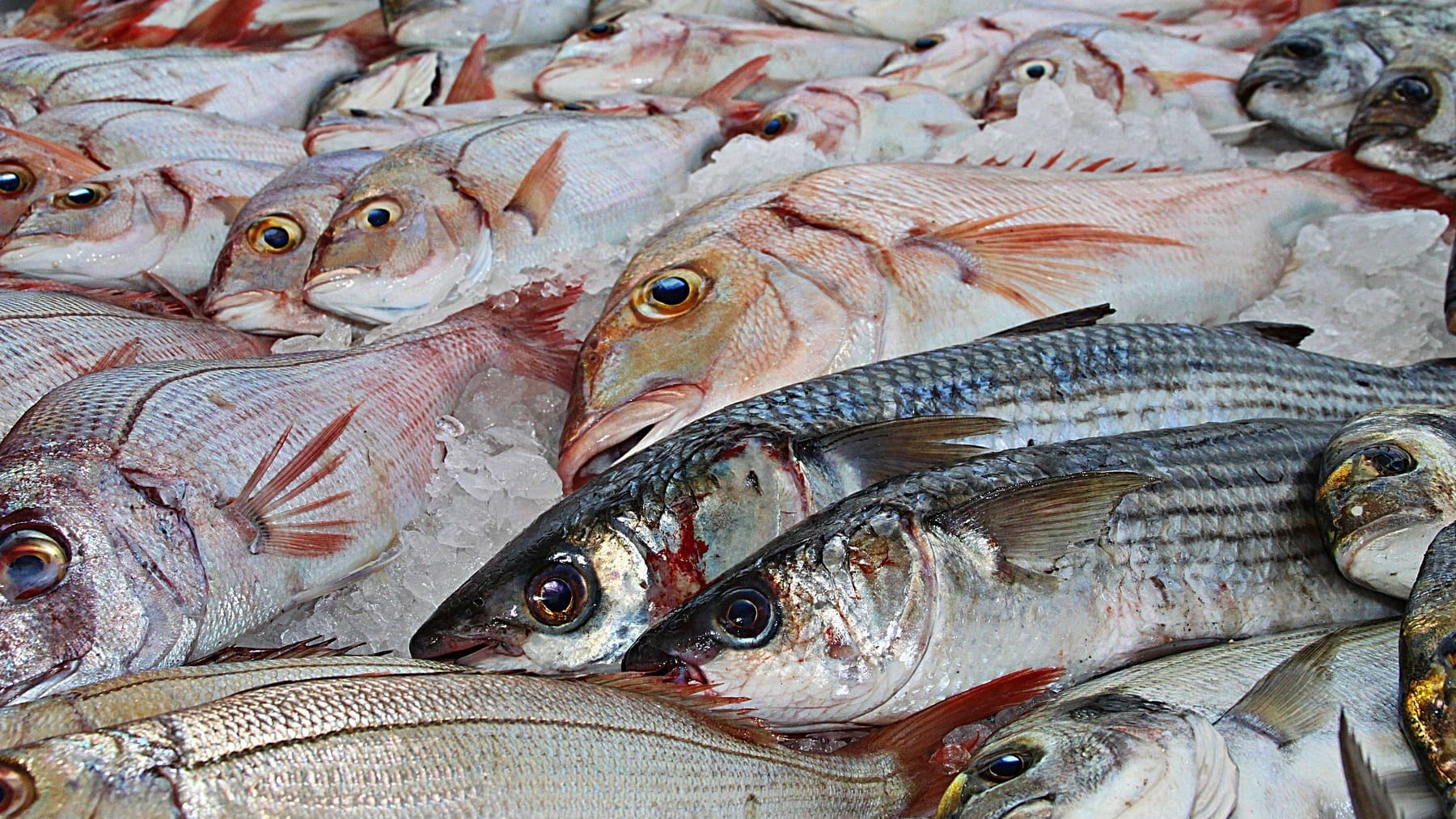 Revolución en la industria alimentaria: Japón crea un sistema matemático para saber si un pescado es fresco en tiempo real