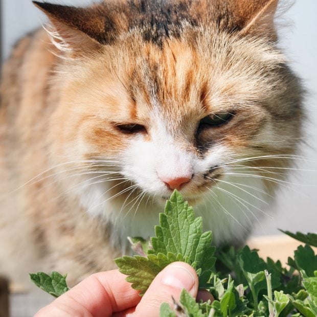 animales y drogas